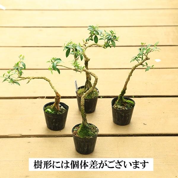 苗：台湾姫桜桃 （姫アセロラ）* タイワンヒメオウトウ : 遊恵盆栽
