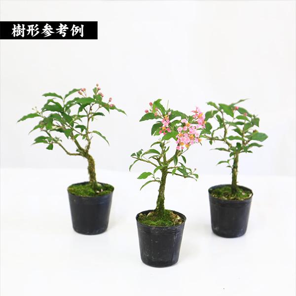 苗：台湾姫桜桃 （姫アセロラ）* タイワンヒメオウトウ : 遊恵盆栽
