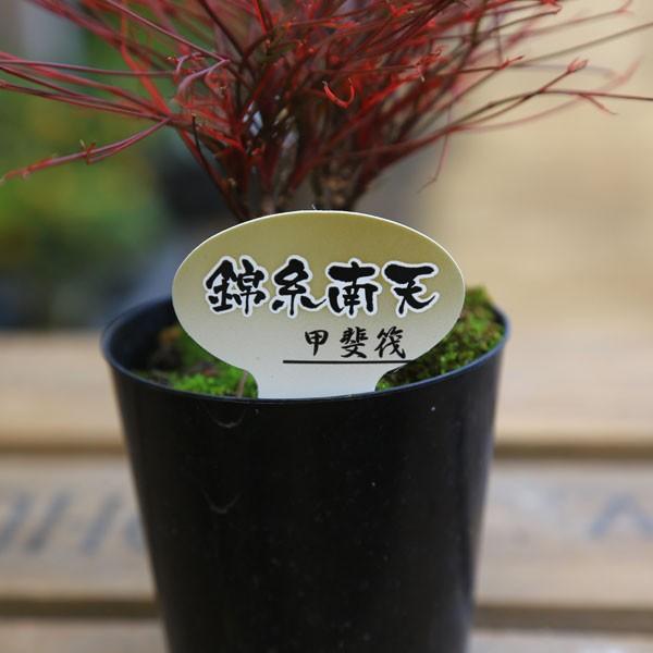 苗 琴糸南天 各種 G30 遊恵盆栽 Yahoo 店 通販 Yahoo ショッピング