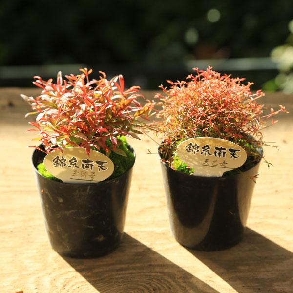 南天(ナンテン) 苗木 10号鉢植え【赤南天・白南天から選ぶ】 白南天 苗」の