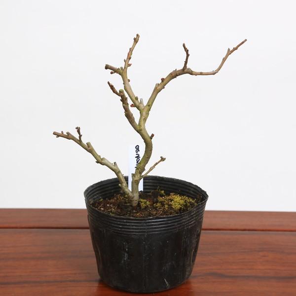 苗：白花長寿梅*  シロバナチョウジュバイ　ちょうじゅばい｜y-bonsai｜02