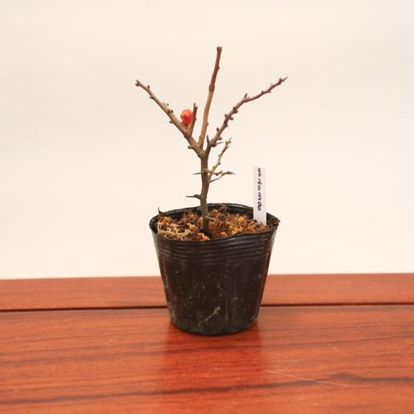苗：長寿梅（チョウジュバイ）｜y-bonsai
