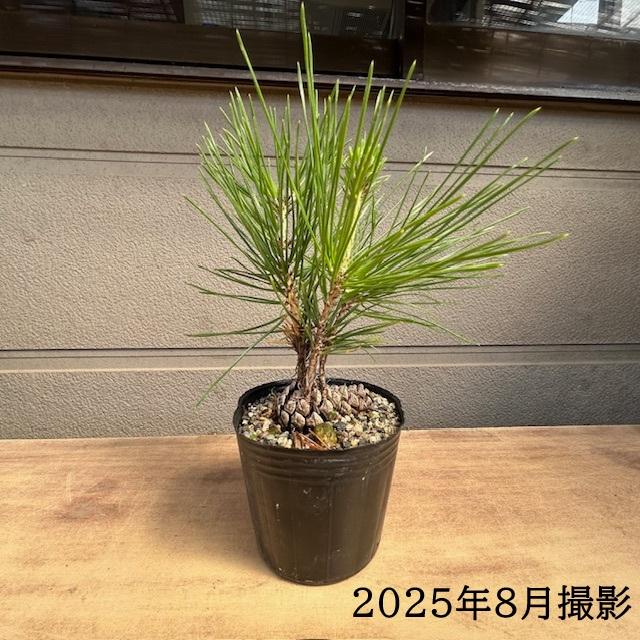 盆栽苗：松ぼっくり*まつぼっくり/マツボックリ : 遊恵盆栽 Yahoo!店