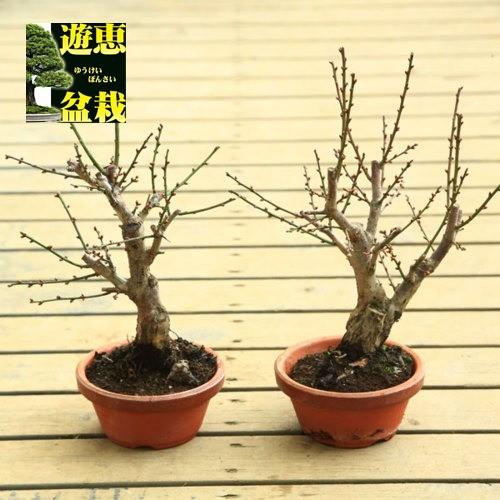 苗：選べる梅（紅梅・白梅・八重野梅）5号素焼き鉢*（2026年開花終了