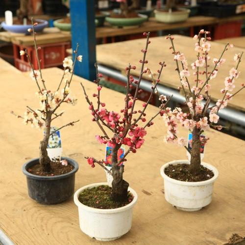 大特価　苗：白梅　八重咲き　4号鉢*｜y-bonsai