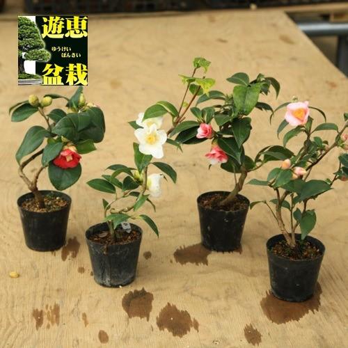 苗：椿 侘助* ツバキ わびすけ : 遊恵盆栽 Yahoo!店 - 通販 - Yahoo