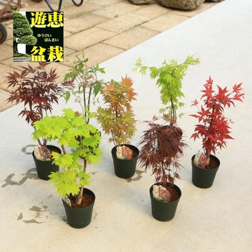 苗 もみじ 5号 各種 Gv 遊恵盆栽 Yahoo 店 通販 Yahoo ショッピング