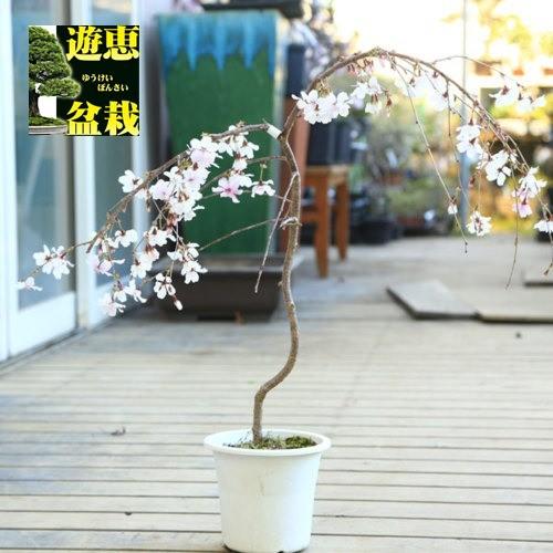 苗・苗木：しだれ富士桜*ふじさくら サクラ 庭木 : 遊恵盆栽 Yahoo!店