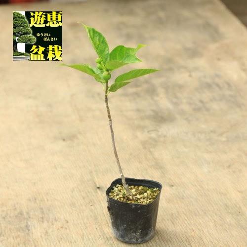 苗：イヌビワ｜y-bonsai