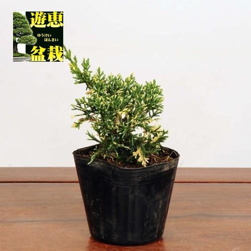 盆栽苗：斑入真柏*　フイリ　シンパク｜y-bonsai