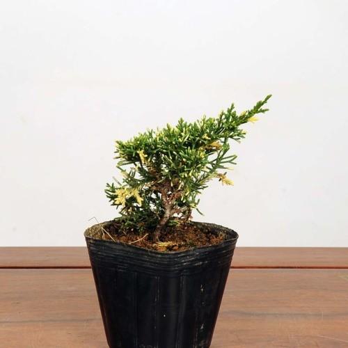 盆栽苗：斑入真柏*　フイリ　シンパク｜y-bonsai｜02