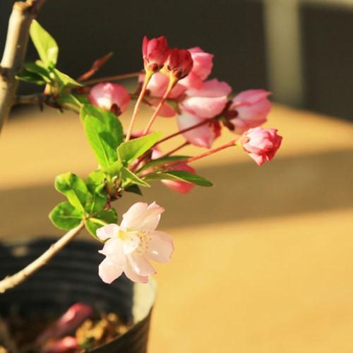 苗 花かいどう 花海棠 垂糸海棠 G2103v 遊恵盆栽 Yahoo 店 通販 Yahoo ショッピング