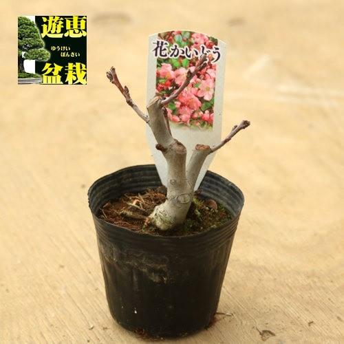 苗 花かいどう 花海棠 垂糸海棠 G2103v 遊恵盆栽 Yahoo 店 通販 Yahoo ショッピング