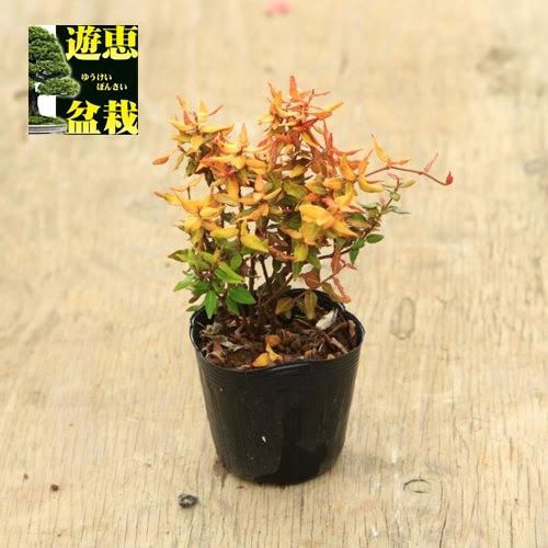 苗：黄金縮緬葛（オウゴンチリメンカズラ）ちりめんがずら : 遊恵盆栽