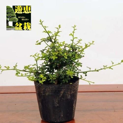 苗 姫黄梅 G2125v 遊恵盆栽 Yahoo 店 通販 Yahoo ショッピング