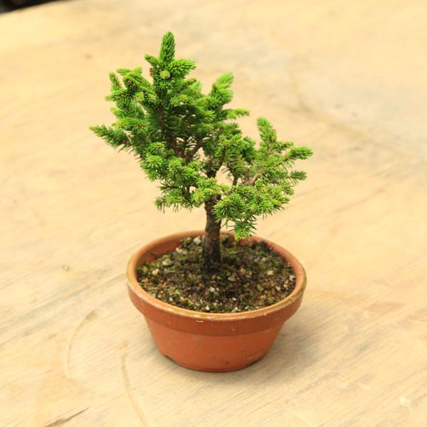 八房蝦夷松 毎年実が付きます 苗：白芽八房蝦夷松 素焼き鉢入り*しろめやつふさえぞまつ/シロメ