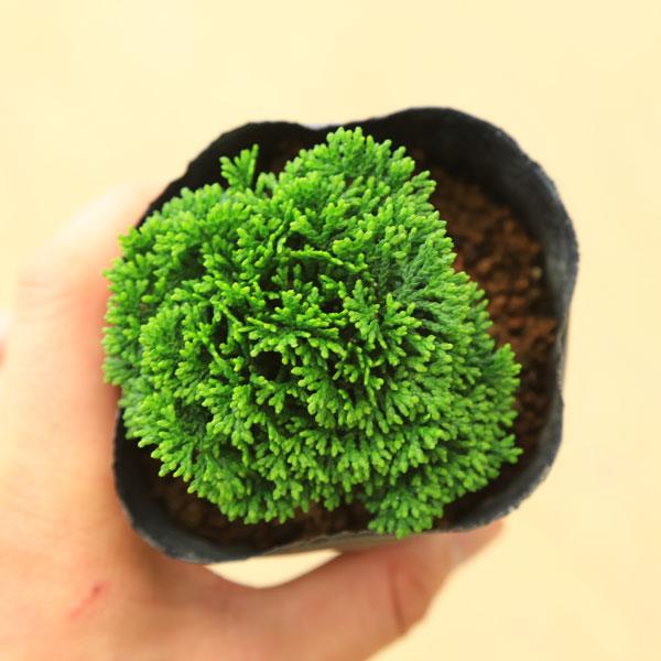 苗：連山ヒノキ* 連山桧 ひのき : 遊恵盆栽 Yahoo!店 - 通販 - Yahoo