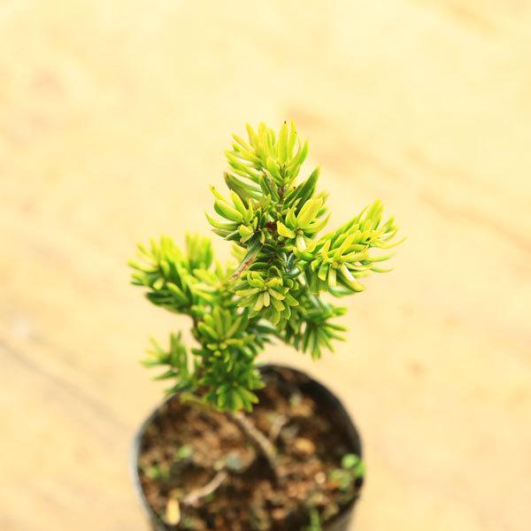 黄金一位 盆栽 黄金一位 | 盆栽、盆栽書籍、盆栽鉢の通販│近代出版