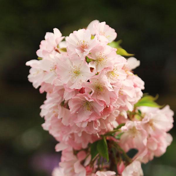 苗：桜 八重の輝き* ヤエノカガヤキ やえのかがやき : 遊恵盆栽 Yahoo