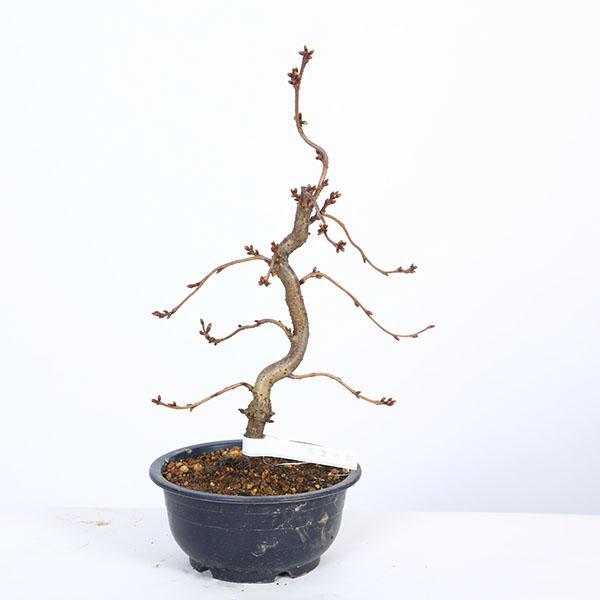 苗：桜 八重の輝き* ヤエノカガヤキ やえのかがやき : 遊恵盆栽 Yahoo
