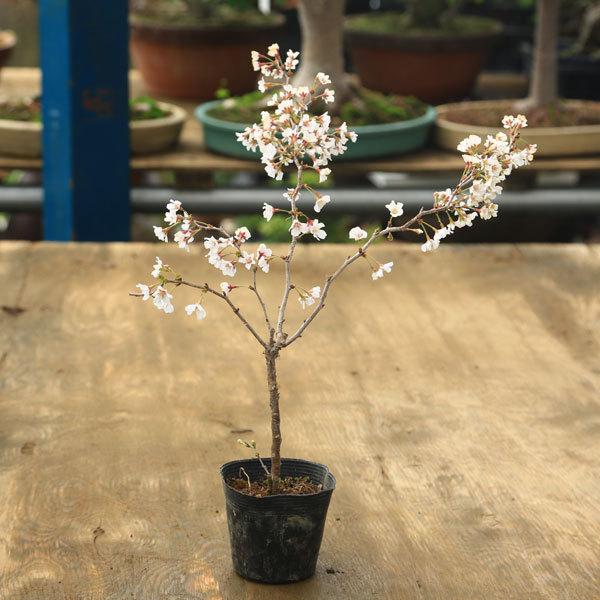 苗：富士桜　湖上の舞　大* コジョウノマイ/ふじさくら/フジサクラ（Yahoo!・遊恵盆栽　Yahoo!店）