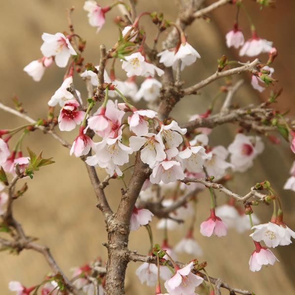 富士桜　湖上の舞　大品　特大サイズ 苗：富士桜 湖上の舞 大* コジョウノマイ/ふじさくら/フジサクラ