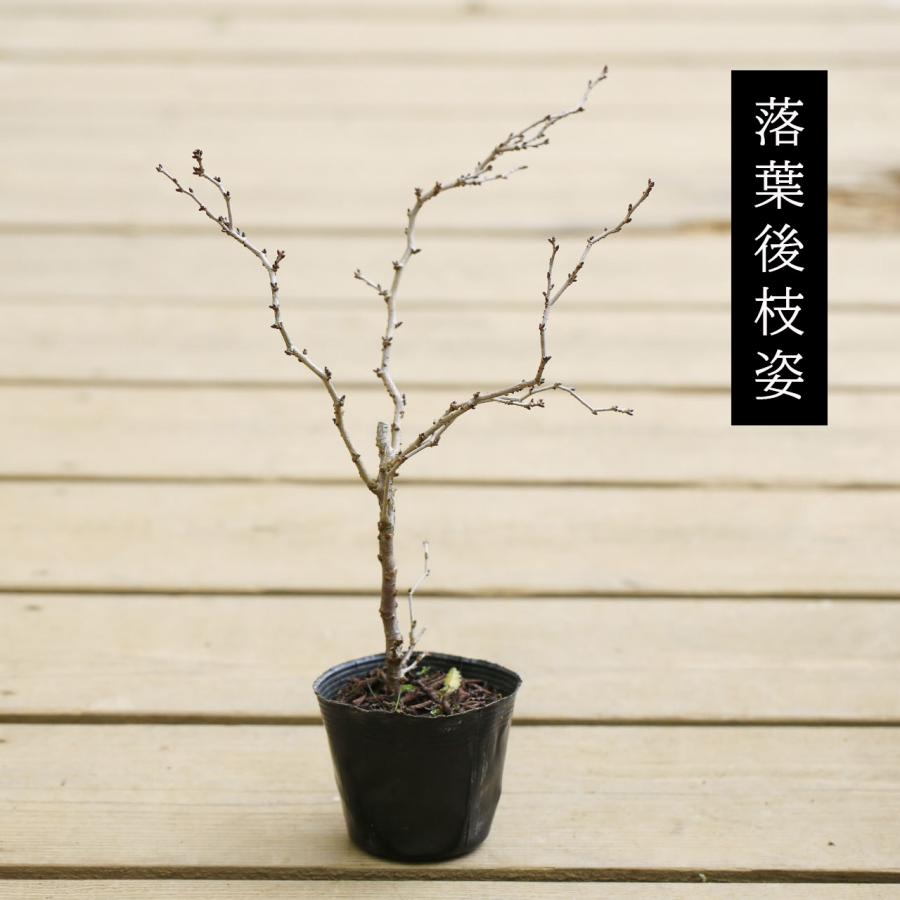 苗：富士桜 湖上の舞 大* コジョウノマイ/ふじさくら/フジサクラ