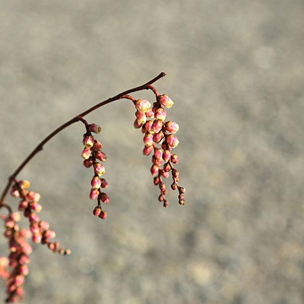 苗：キブシ（木五倍子）きぶし : 遊恵盆栽 Yahoo!店 - 通販 - Yahoo