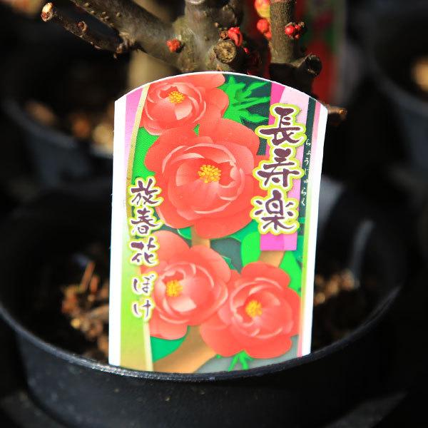 苗：木瓜（ボケ）*3〜3.5号 品種をお選びください : 遊恵盆栽 Yahoo!店