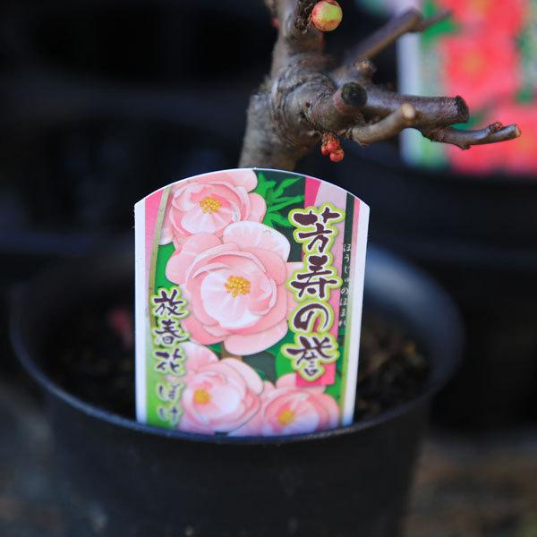 苗：木瓜（ボケ）*3〜3.5号 品種をお選びください : 遊恵盆栽 Yahoo!店
