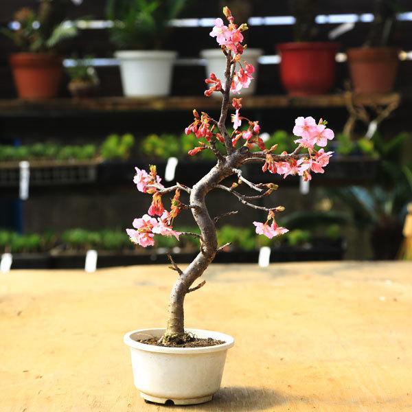 苗：河津桜（小）* カワツザクラ カワヅサクラ : 遊恵盆栽 Yahoo!店