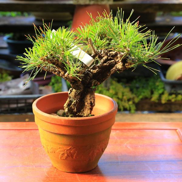錦鉢　盆器 盆栽鉢 植木鉢 苗：錦松*（素焼き鉢） : 遊恵盆栽 Yahoo!店 - 通販 - Yahoo!ショッピング