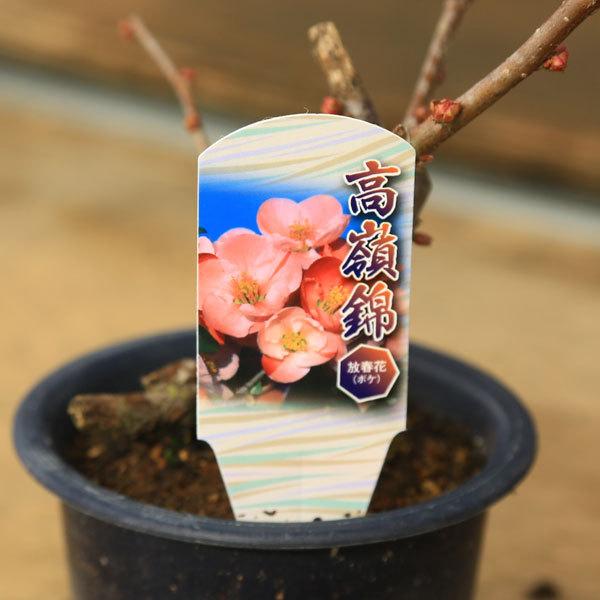 苗：木瓜 ボケ 4号* 品種をお選びください : 遊恵盆栽 Yahoo!店 - 通販