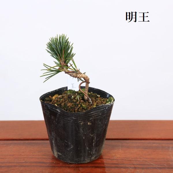苗：五葉松 (曲・実生) C*品種をお選びください ごようまつ/ゴヨウマツ