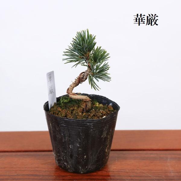 苗：五葉松 (曲・実生) C*品種をお選びください ごようまつ/ゴヨウマツ