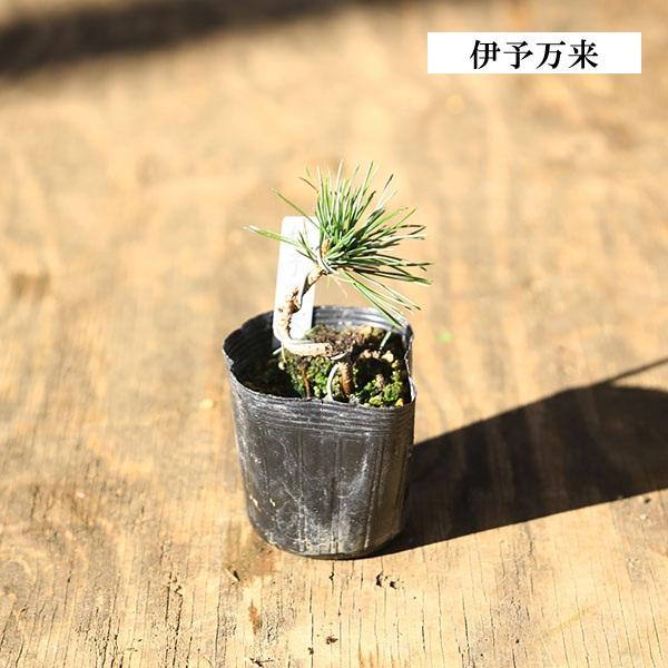 苗：五葉松 (曲・実生) D* 品種をお選びください ごようまつ : 遊恵