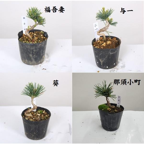 苗：五葉松 (曲・実生) A*品種をお選びください : 遊恵盆栽 Yahoo!店
