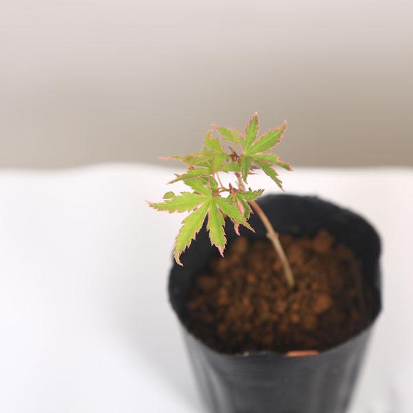 ミニ苗：松ヶ枝もみじ*マツガエモミジ/紅葉 : 遊恵盆栽 Yahoo!店