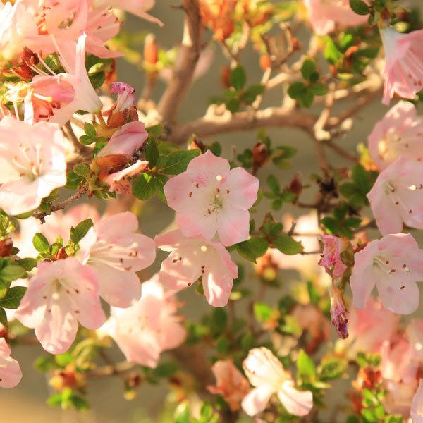 苗：深山霧島つつじ 鶴翁* ミヤマキリシマ ツツジ カクオウ : 遊恵盆栽