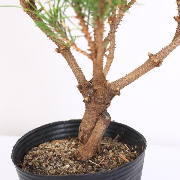 苗：八房黒松 万松宝* バンショウホウ ばんしょうほう ヤツフサ