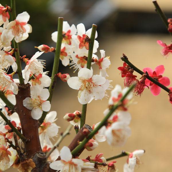 苗：梅*（大盃・冬至）3.5号　 紅・白どちらかお選びください｜y-bonsai｜03