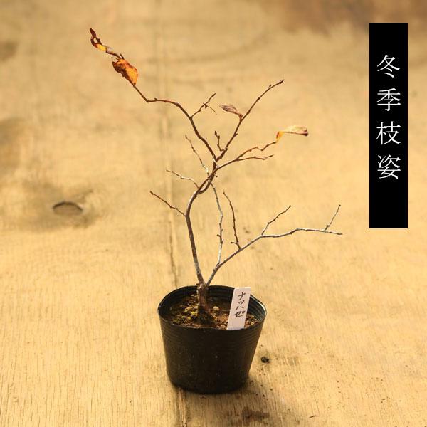 苗：ナツハゼ* なつはぜ 夏櫨 : 遊恵盆栽 Yahoo!店 - 通販 - Yahoo