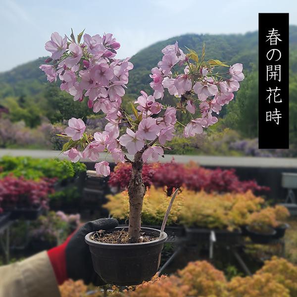 苗:旭山桜(プラ太幹) : 遊恵盆栽 Yahoo!店 - 通販 - Yahoo 苗:旭山桜(プラ太幹) : 遊恵盆栽 Yahoo!店 - 通販 - Yahoo