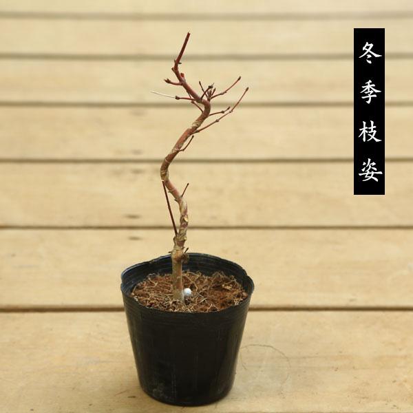 苗：出猩々もみじ（曲） * デショウジョウモミジ/でしょうじょう