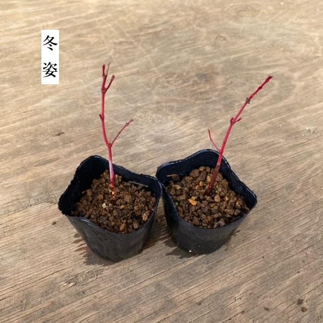 ミニ苗：珊瑚閣もみじ*サンゴカク : 遊恵盆栽 Yahoo!店 - 通販 - Yahoo