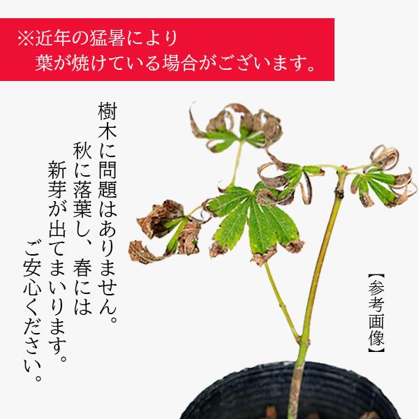 苗：小紋錦もみじ*コモンニシキモミジ/紅葉 : 遊恵盆栽 Yahoo!店