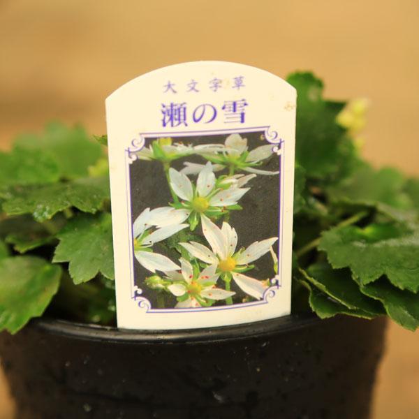 苗：山野草 大文字草 A* 各種 ダイモンジソウ だいもんじそう : 遊恵