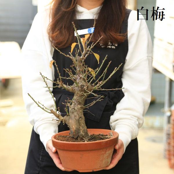 苗：梅（特大）*（紅梅・白梅）7号素焼き鉢   　紅・白どちらかお選びください。｜y-bonsai｜04