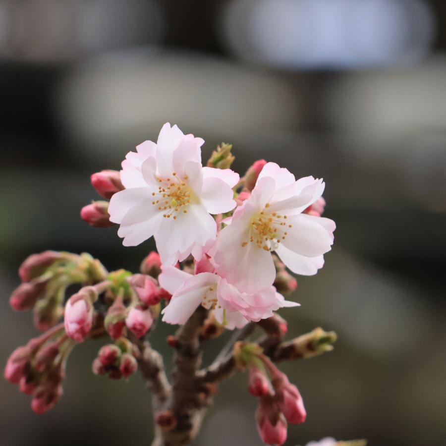 苗：十月桜 5号プラ鉢 * ジュウガツザクラ/じゅうがつさくら