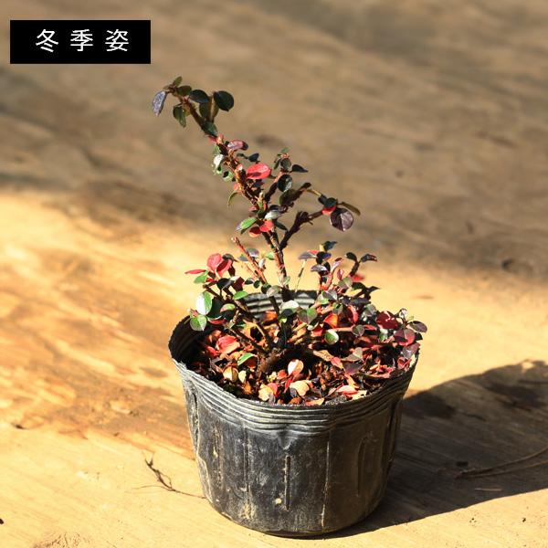 苗・盆栽苗：紅紫檀（紅したん）*ベニシタン : 遊恵盆栽 Yahoo!店